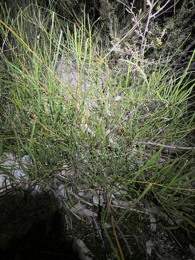 Acacia granitica, photographed by Greg Tasney