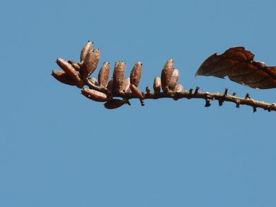 Hymenodictyon obovatum, photographed by Dinesh Valke