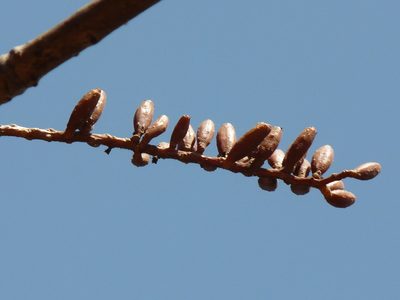 Hymenodictyon obovatum, photographed by Dinesh Valke