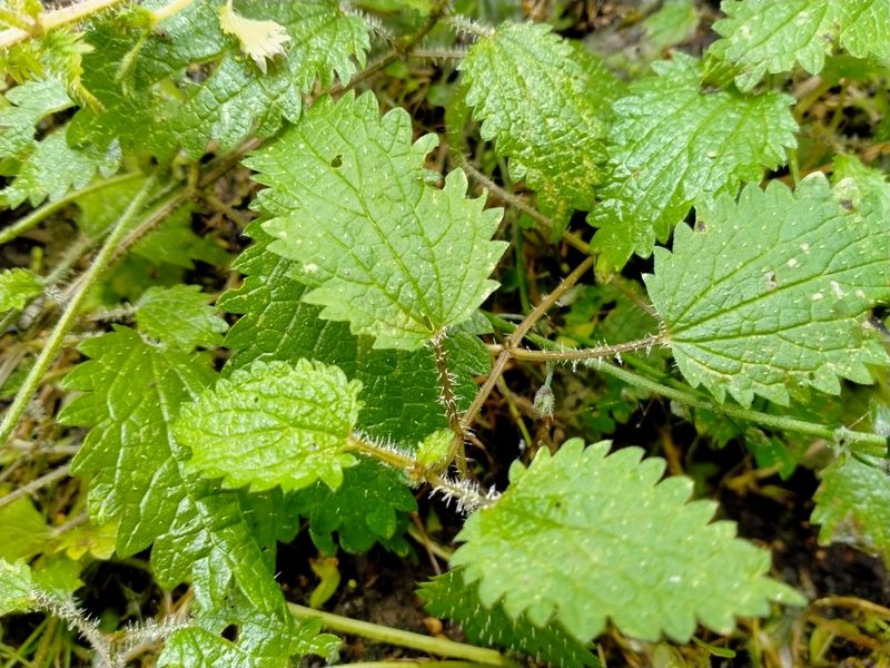 Urtica aspera, photographed by John Barkla
