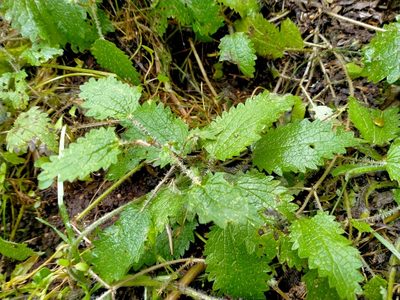 Urtica aspera, photographed by John Barkla