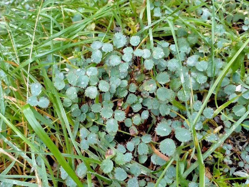 Acaena dumicola, photographed by John Barkla