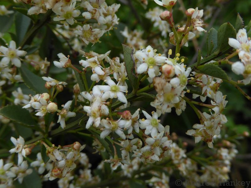 Gymnosporia heterophylla, photographed by Andrew Hankey
