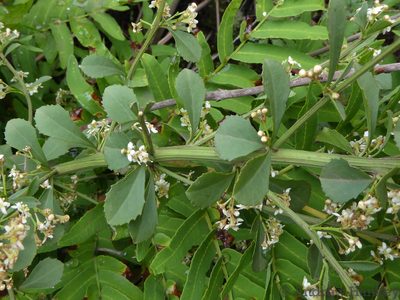 Gymnosporia heterophylla, photographed by Andrew Hankey