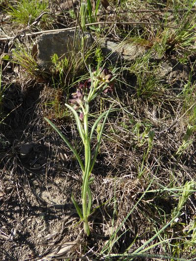 Schizoglossum stenoglossum, photographed by Andrew Hankey