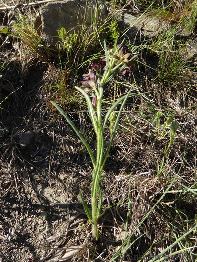 Schizoglossum stenoglossum, photographed by Andrew Hankey