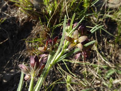 Schizoglossum stenoglossum, photographed by Andrew Hankey