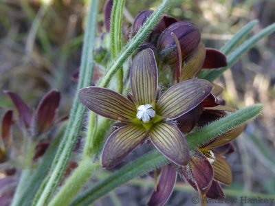 Schizoglossum stenoglossum, photographed by Andrew Hankey