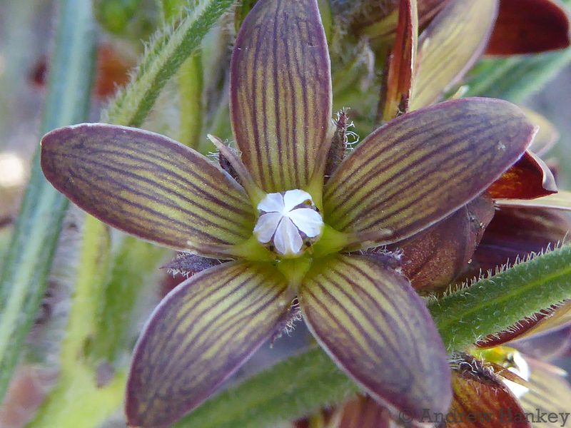 Schizoglossum stenoglossum, photographed by Andrew Hankey