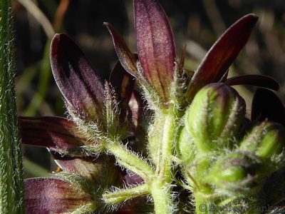 Schizoglossum stenoglossum, photographed by Andrew Hankey