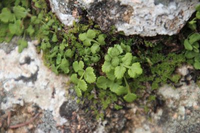 Namaquapteris capensis, photographed by Tony Rebelo