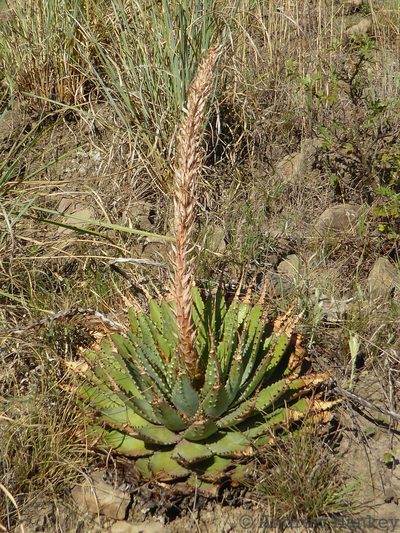 Aloe pratensis, photographed by Andrew Hankey