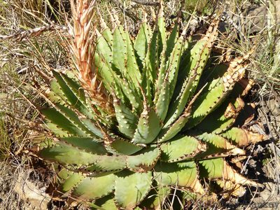 Aloe pratensis, photographed by Andrew Hankey
