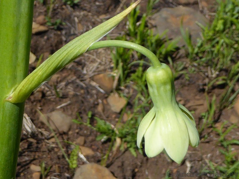 Galtonia candicans, photographed by Andrew Hankey