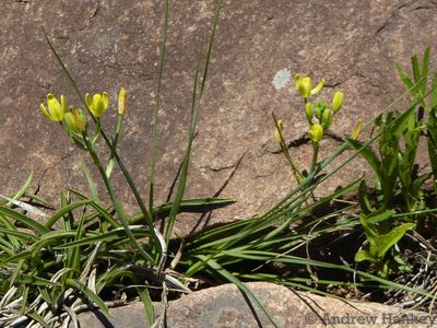 Albuca rupestris, photographed by Andrew Hankey