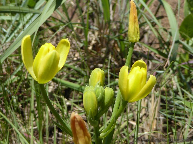 Albuca rupestris, photographed by Andrew Hankey