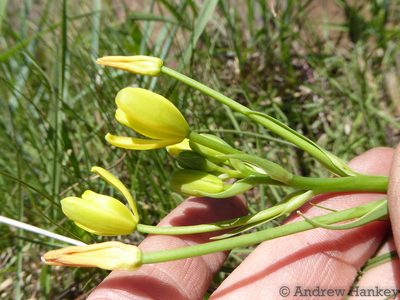 Albuca rupestris, photographed by Andrew Hankey