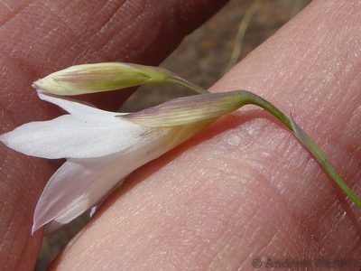 Gladiolus parvulus, photographed by Andrew Hankey