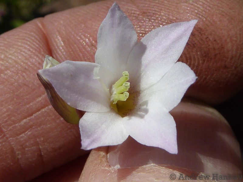 Gladiolus parvulus, photographed by Andrew Hankey