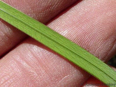 Gladiolus parvulus, photographed by Andrew Hankey