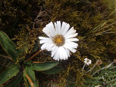 Celmisia traversii, photographed by Jacob Littlejohn