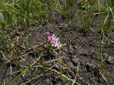 Wurmbea kraussii, photographed by Andrew Hankey