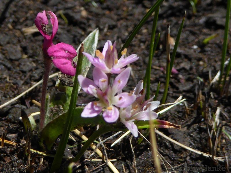 Wurmbea kraussii, photographed by Andrew Hankey