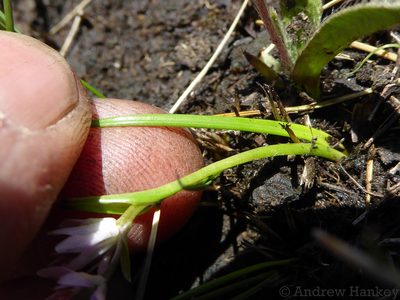 Wurmbea kraussii, photographed by Andrew Hankey