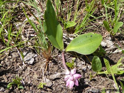 Resnova lachenalioides, photographed by Andrew Hankey