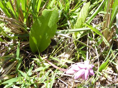 Resnova lachenalioides, photographed by Andrew Hankey