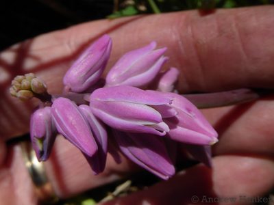 Resnova lachenalioides, photographed by Andrew Hankey
