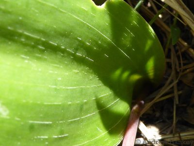 Resnova lachenalioides, photographed by Andrew Hankey