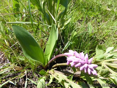 Resnova lachenalioides, photographed by Andrew Hankey