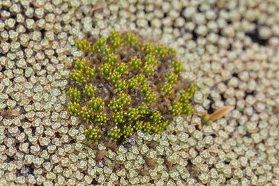 Colobanthus brevisepalus, photographed by Christopher Stephens