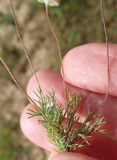 Cotula nudicaulis, photographed by Peter Warren