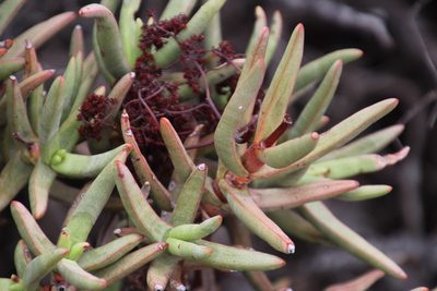 Crassula macowaniana, photographed by Tony Rebelo