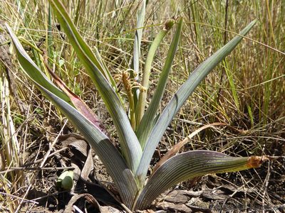 Ledebouria zebrina, photographed by Andrew Hankey