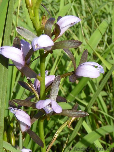 Eulophia hians, photographed by Andrew Hankey
