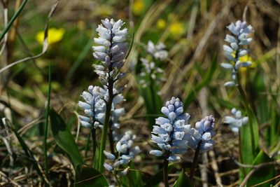 Hyacinthella leucophaea, photographed by xulescu_g