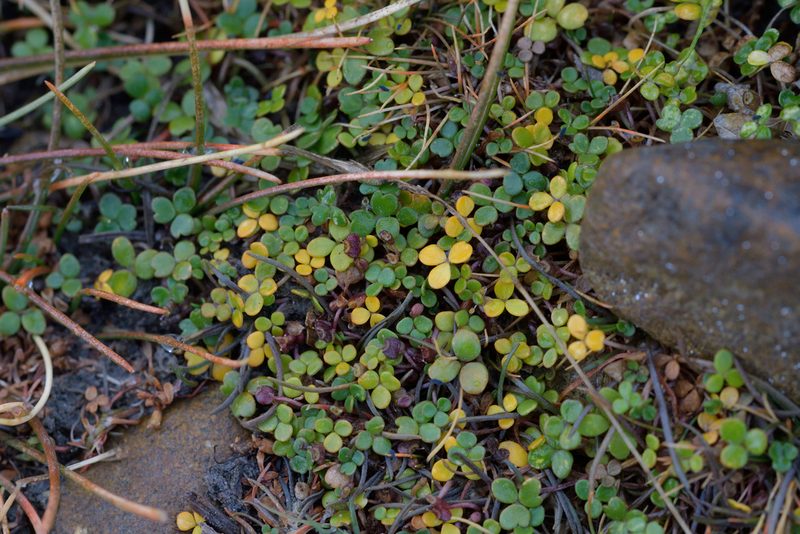 Hydrocotyle hydrophila, photographed by Christopher Stephens
