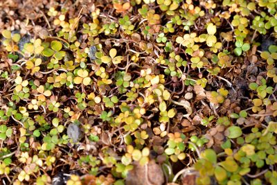Hydrocotyle hydrophila, photographed by Christopher Stephens