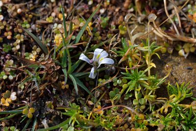 Lobelia perpusilla, photographed by Christopher Stephens