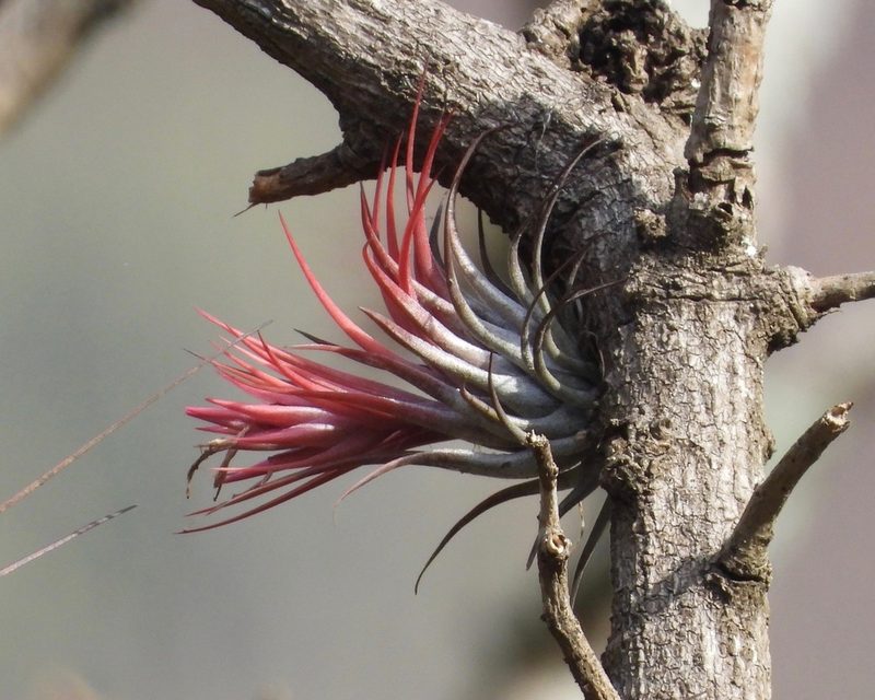 Tillandsia kolbii, photographed by Grete Pasch