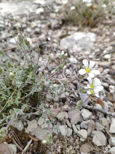 Arenaria grandiflora, photographed by Denys Vynokurov