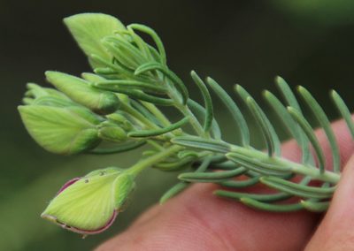 Polygala lasiosepala, photographed by Tony Rebelo