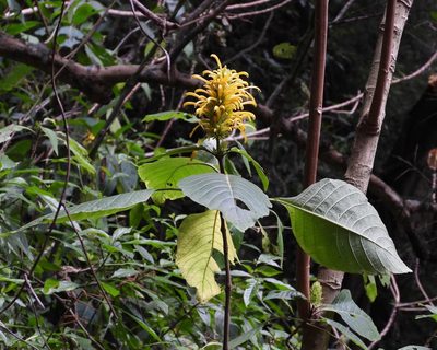 Justicia aurea, photographed by Grete Pasch