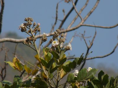Heterophragma quadriloculare, photographed by Dinesh Valke