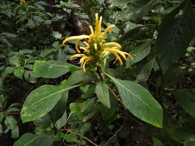Justicia aurea, photographed by Grete Pasch