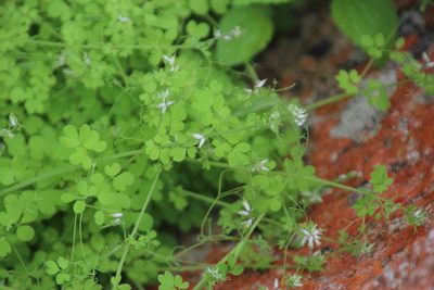 Cysticapnos cracca, photographed by Tony Rebelo