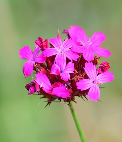 Dianthus cruentus, photographed by Kostas Zontanos